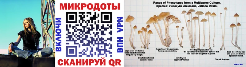 Псилоцибиновые грибы прущие грибы Эртиль